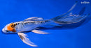 7.5" DOITSU KUJAKU BUTTERFLY