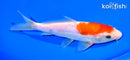 6.5" DOITSU KOHAKU