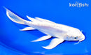 7" DOITSU PLATINUM OGON BUTTERFLY