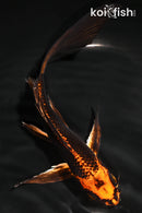 7.75" KIN ORENJI MATSUBA BUTTERFLY