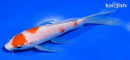 5.5" KOHAKU BUTTERFLY