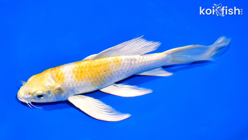 7.5" LEMON HARIWAKE BUTTERFLY