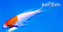 4.5" GINRIN KOHAKU BUTTERFLY