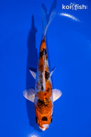 5.5" YAMATO NISHIKI