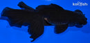 4.5" FANTAIL BLACK MOOR GOLDFISH