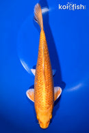 9.75" GINRIN YAMABUKI OGON
