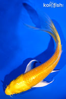 5.5" YAMABUKI OGON BUTTERFLY