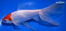 6.5" WATONAI GOLDFISH