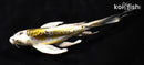 7.75" KIN KIKOKURYU BUTTERFLY