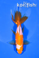 6.25" WAKIN GOLDFISH