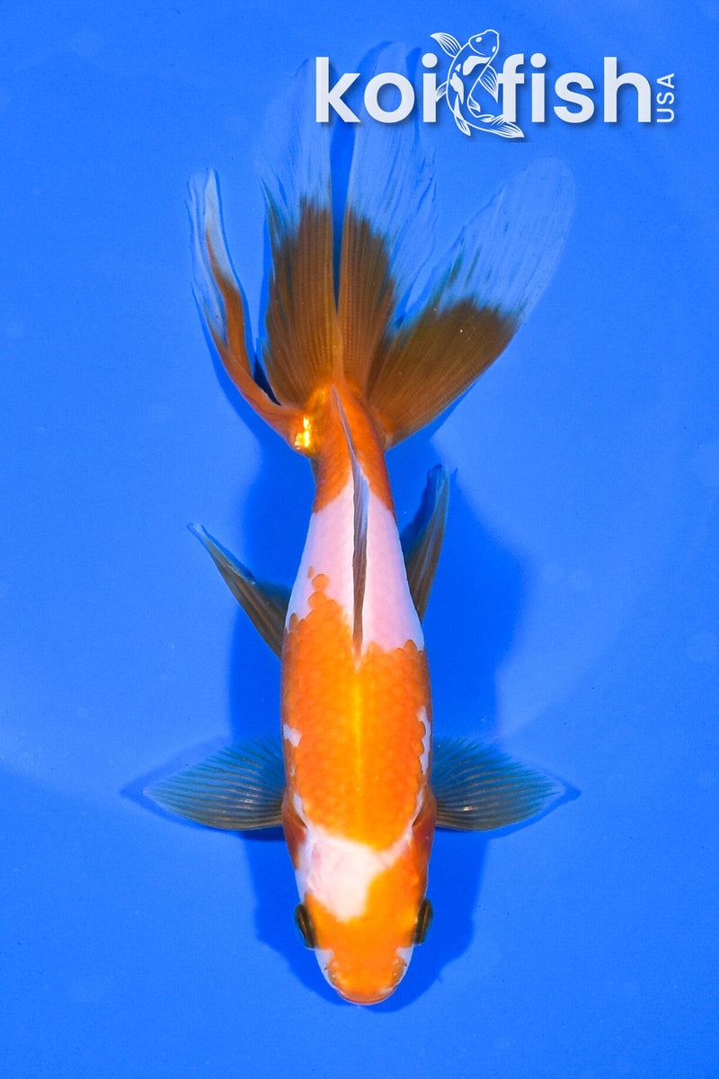 6.25" WAKIN GOLDFISH