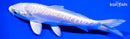 5.75" PLATINUM OGON