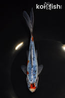 6.75" SHUBUNKIN GOLDFISH