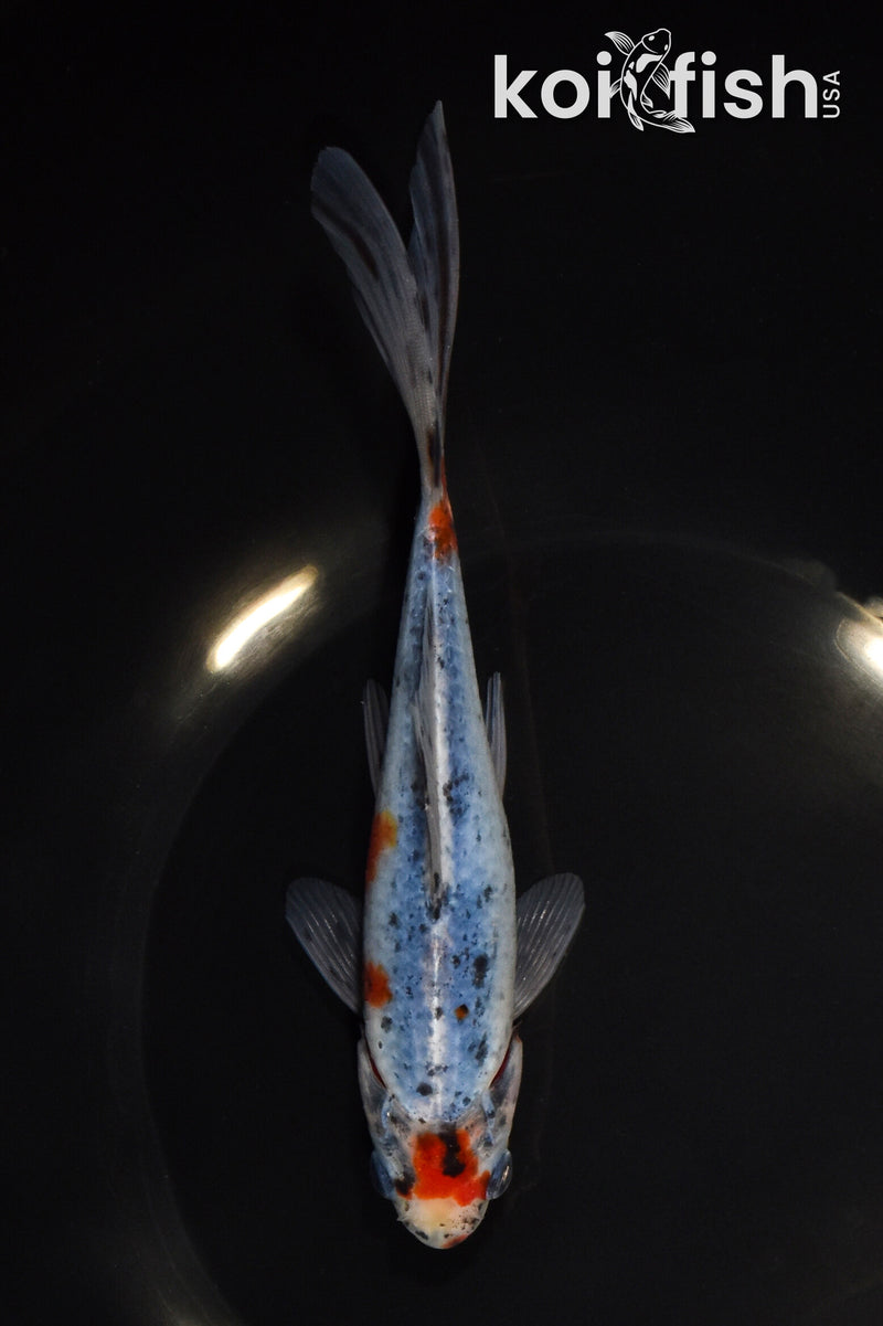 6.75" SHUBUNKIN GOLDFISH