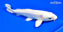 6.75" DOITSU PLATINUM OGON