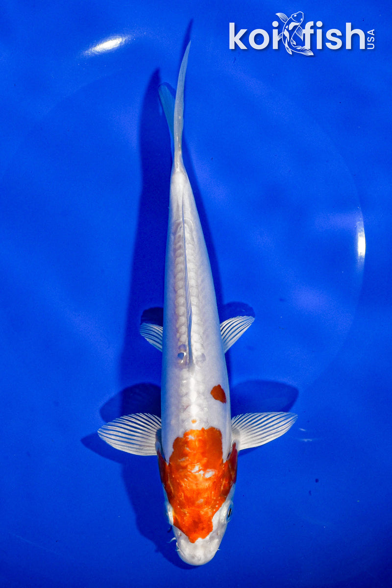 7.5" KIKUSUI