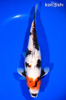 12.5" SHOWA