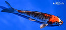 5.25" BENI KIKOKURYU