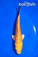 4.5" GINRIN YAMABUKI OGON