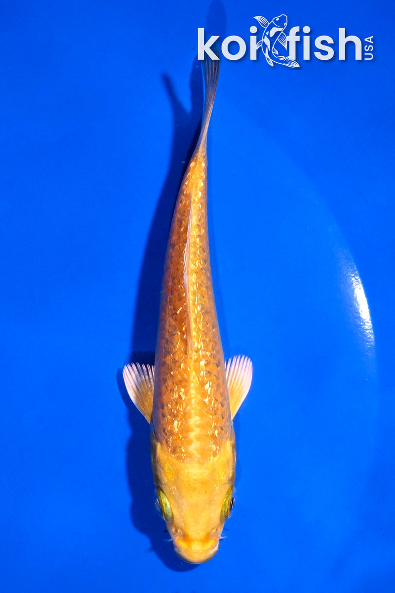 4.5" GINRIN YAMABUKI OGON