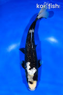 9.75" GINRIN MATSUKAWABAKE