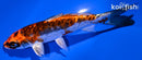 5.75" BENI KIKOKURYU