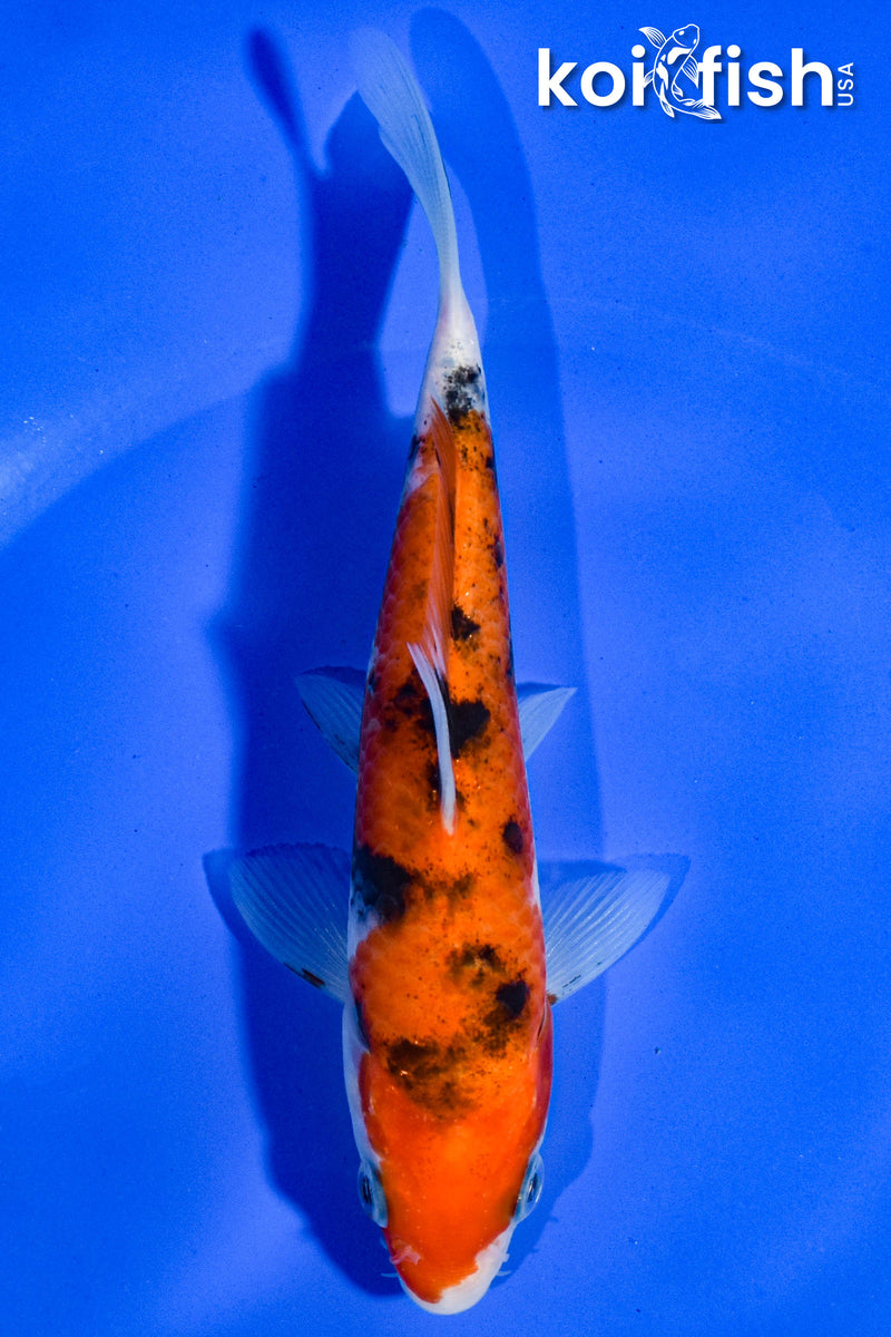5.5" AKA SANKE