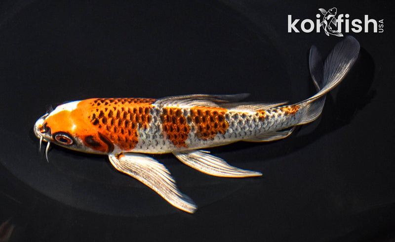 7.25" BENI GINGA BUTTERFLY