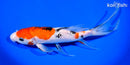 9.5" GINRIN SANKE BUTTERFLY