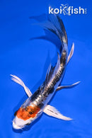 5.25" HEISEI NISHIKI BUTTERLFY