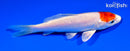 5.25" TANCHO HARIWAKE