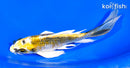 6.25" KUJAKU BUTTERFLY