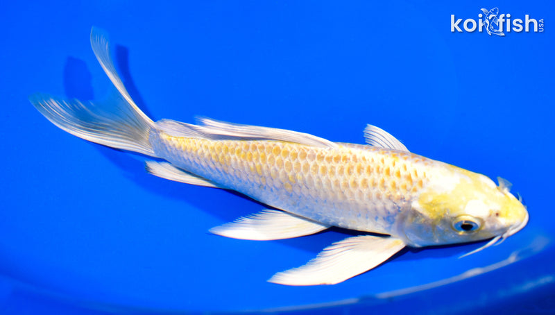 8.25" LEMON HARIWAKE BUTTERFLY