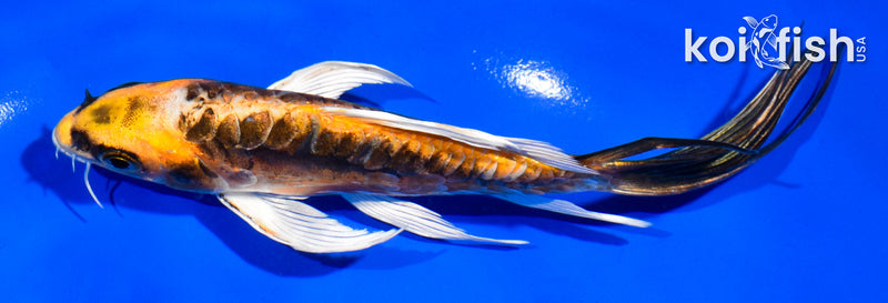 5.5" KIN KIKOKURYU BUTTERFLY