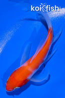 4" KOHAKU BUTTERFLY