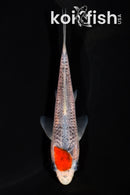 4.75" TANCHO GOSHIKI