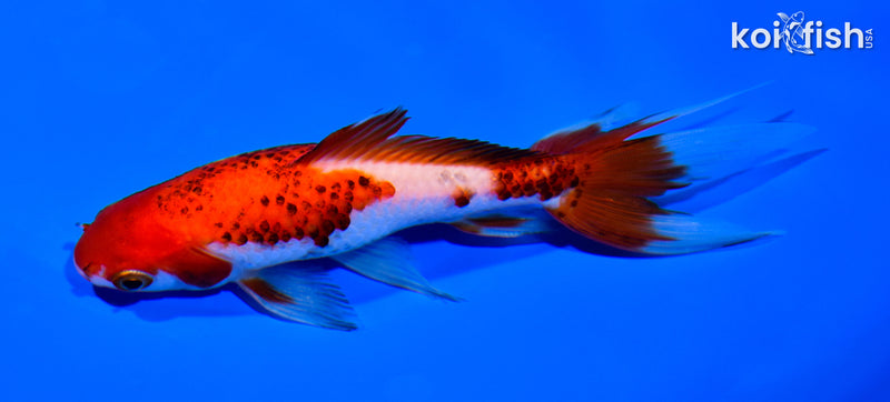 5.25" WATONAI GOLDFISH