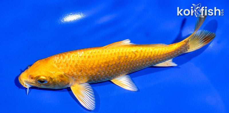 6" ORENJI OGON