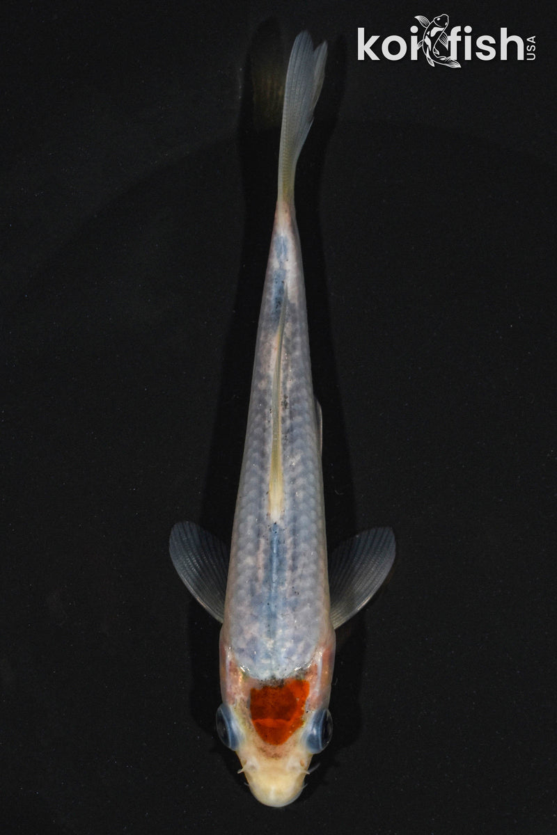 5" TANCHO GOSHIKI