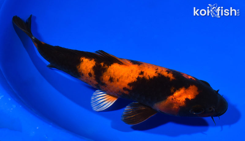 8" HI UTSURI