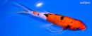 6.75" SANKE BUTTERFLY