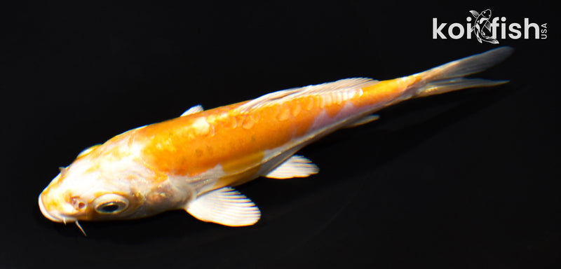 5.5" KIKUSUI