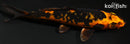 4.25" KIN ORENJI MATSUBA