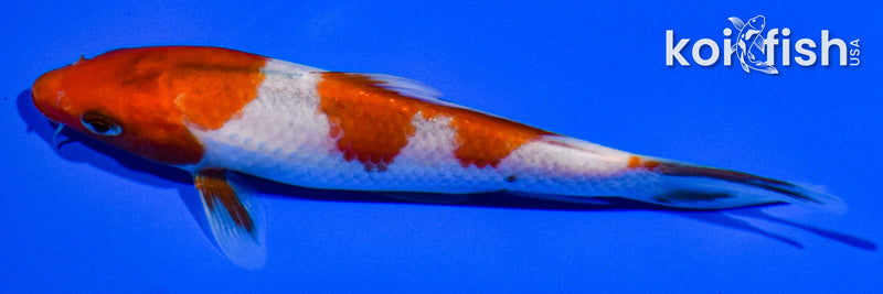 5" GOROMO