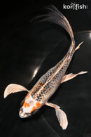 7" KUJAKU BUTTERFLY