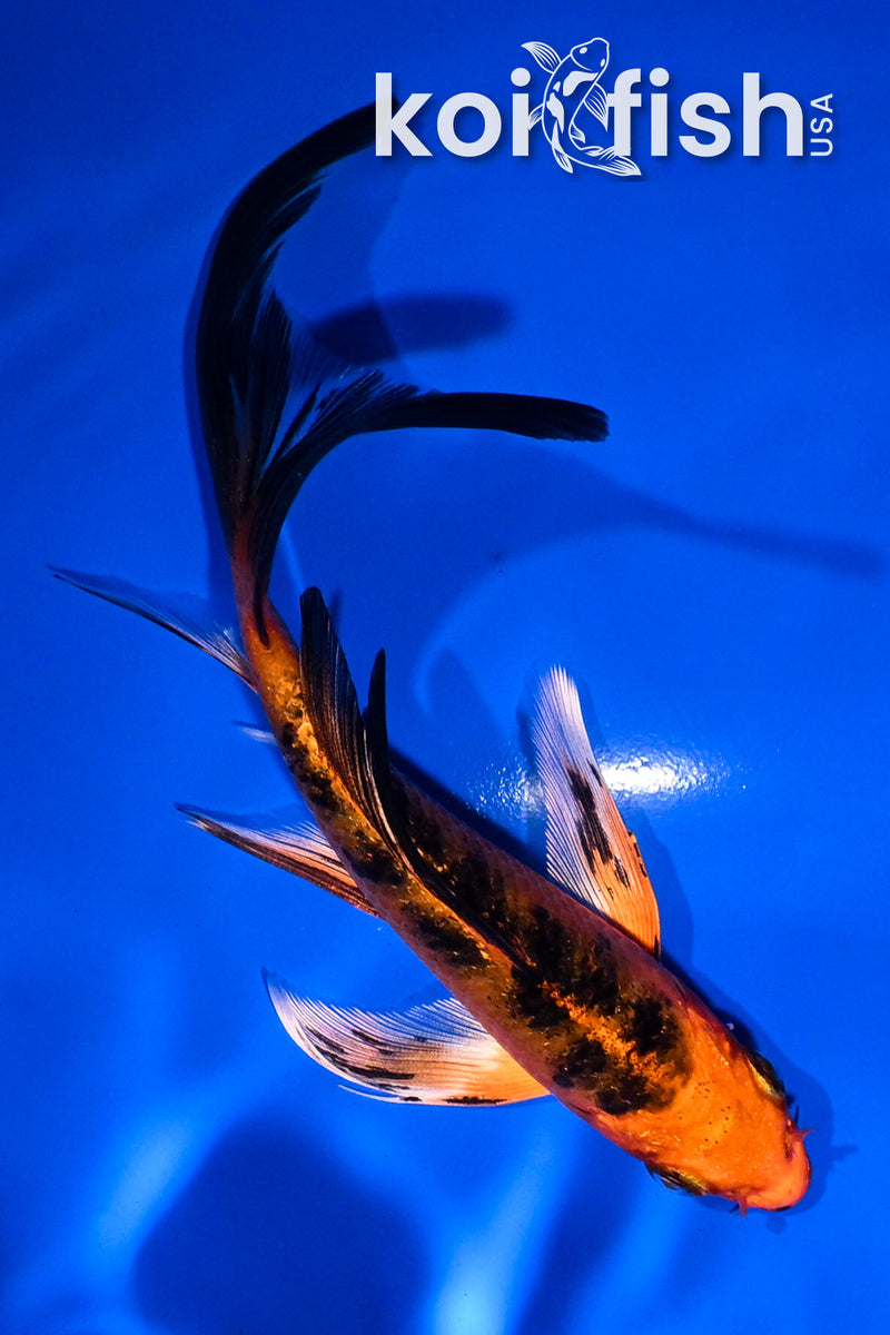 4.5" GINRIN YAMABUKI OGON