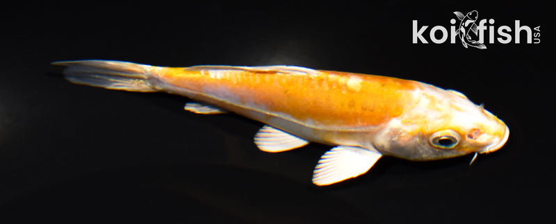 5.5" KIKUSUI