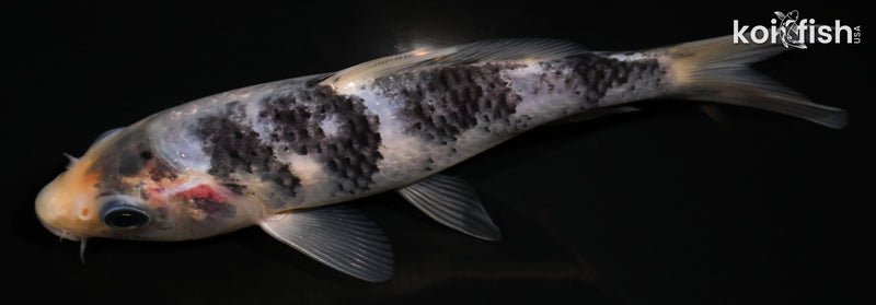5.25" MATSUKAWABAKE