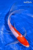 9.75" KOHAKU BUTTERFLY