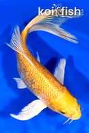 8.5" GINRIN HARIWAKE BUTTERFLY